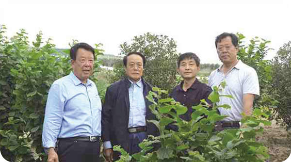 中國榛子之父梁維堅(jiān)  中國經(jīng)濟(jì)林協(xié)會(huì)榛子分會(huì)會(huì)長王貴禧到基地指導(dǎo)榛苗繁育榛子種植技術(shù)