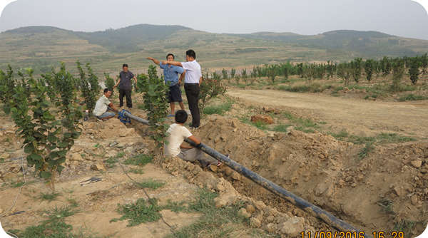 華山榛業(yè)萬畝榛子標(biāo)準(zhǔn)化示范基地灌溉管道建設(shè)220千米