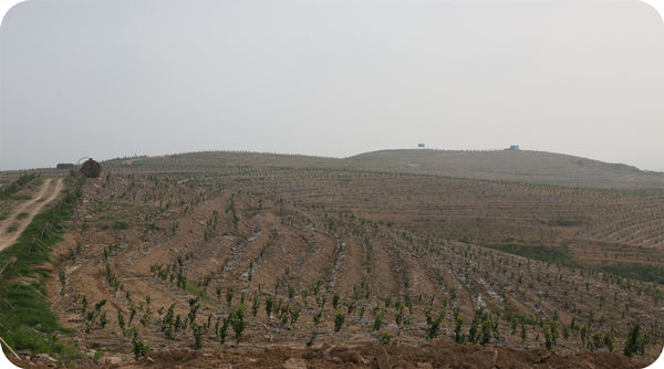 華山榛業(yè)萬畝榛子標(biāo)準(zhǔn)化示范基地栽植的一年榛子苗
